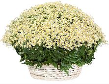 Цветочная композиция из Ромашки в корзине #REPLACE_PRED# Кипень